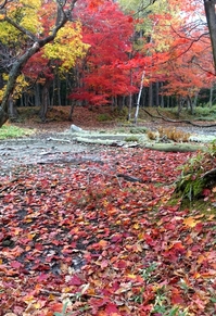 阿寒湖光の森紅葉