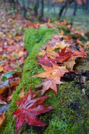 雨から秋晴れの紅葉阿寒湖