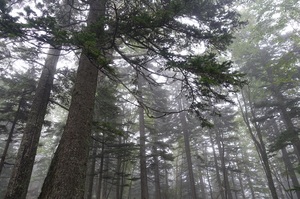 雲の中の白湯山展望台