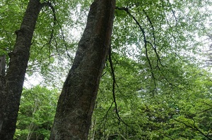 新緑の阿寒の森