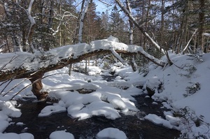 冬の阿寒川散策