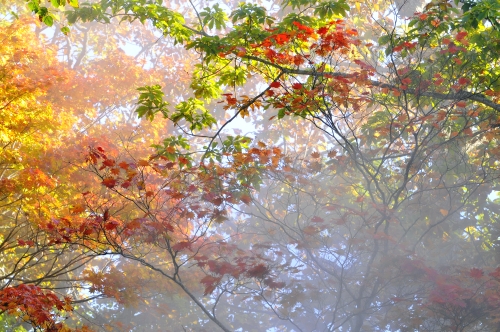 阿寒川と滝見橋の紅葉