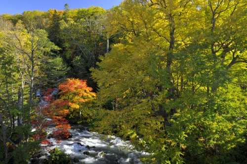 阿寒川と滝見橋の紅葉