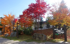 今年の紅葉は赤と黄色♪