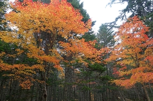 今年の紅葉は赤と黄色♪