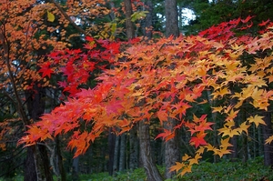 阿寒湖光の森紅葉