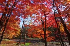 高揚紅葉阿寒湖