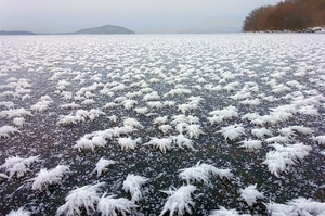 屈斜路湖のフロストスワン