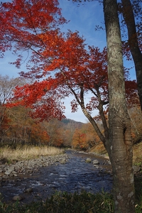 紅葉の阿寒川を歩く