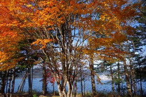 阿寒湖今日の紅葉