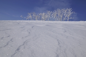 藻琴山樹氷散歩