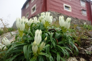 雲居の花