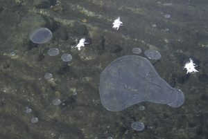 白鳥の湖屈斜路湖へ後編