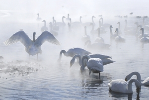 白鳥の湖屈斜路湖へ前編