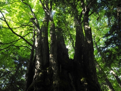 樹齢７００年の巨木の森