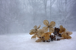 雪三昧