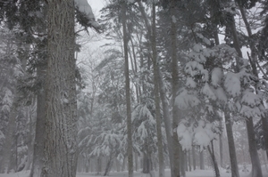 雪三昧