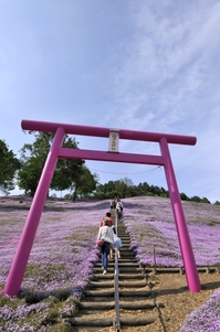 ひがしもこと芝桜公園