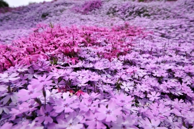 ひがしもこと芝桜公園