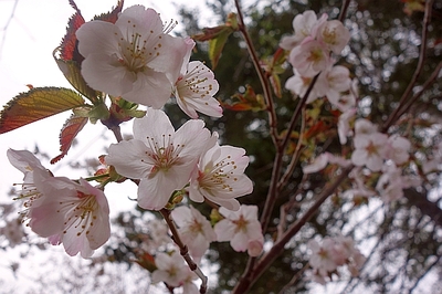 雪・劇・花