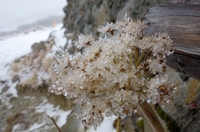 初雪の大雪山縦走・後編