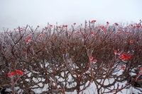 初雪の大雪山縦走・後編