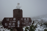 初雪の大雪山縦走・前編