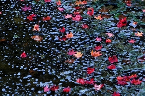 ブラボー！紅葉阿寒川