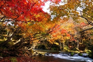 ブラボー！紅葉阿寒川