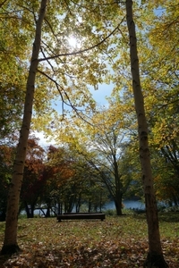 前田庭園の紅葉