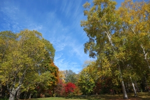 前田庭園の紅葉