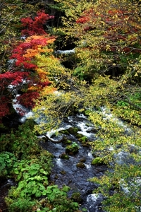 滝見橋・阿寒川紅葉情報２０１４