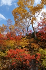 紅葉の名所！大雪高原沼