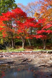 光の森紅葉情報２０１４