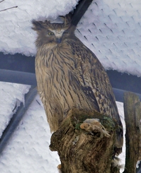 続　冬の釧路市動物園