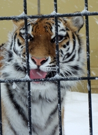 続　冬の釧路市動物園