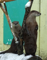 続　冬の釧路市動物園