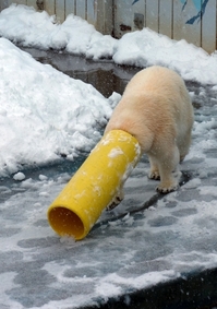 あのホッキョクグマに会いに行こう！