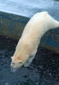 あのホッキョクグマに会いに行こう！