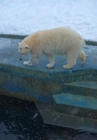 あのホッキョクグマに会いに行こう！