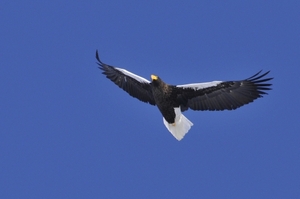 冬の鳥撮影には！