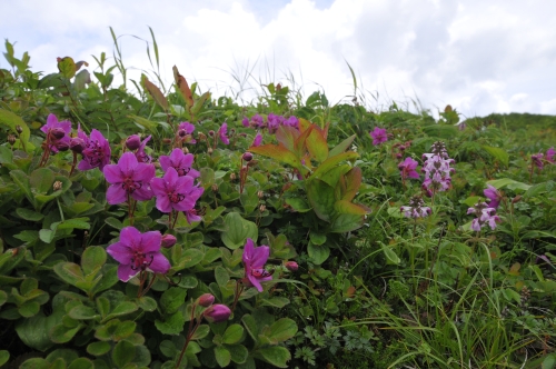 地元に愛される花の山、西別岳