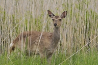 カナディアンカヌーで釧路川を下ろう！