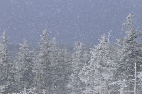 雪に想う