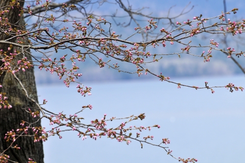 いよいよ桜・・・