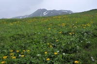 夏の大雪山縦走前編