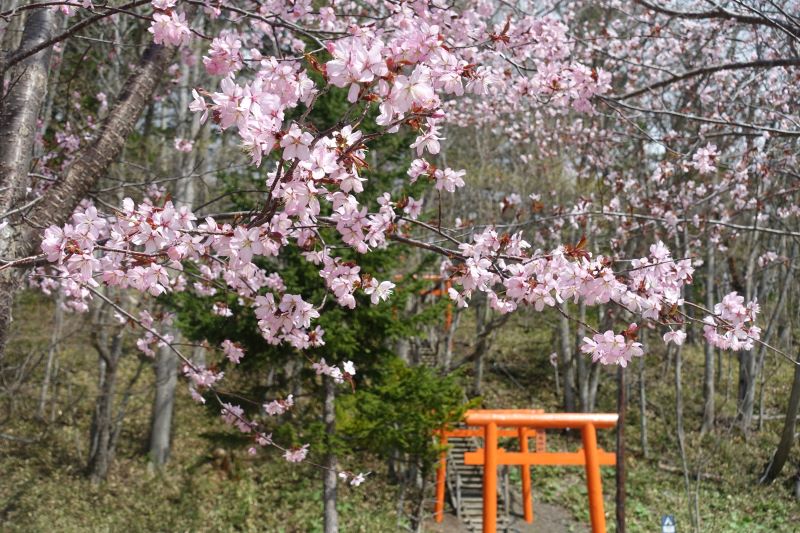 サクラサク阿寒湖温泉