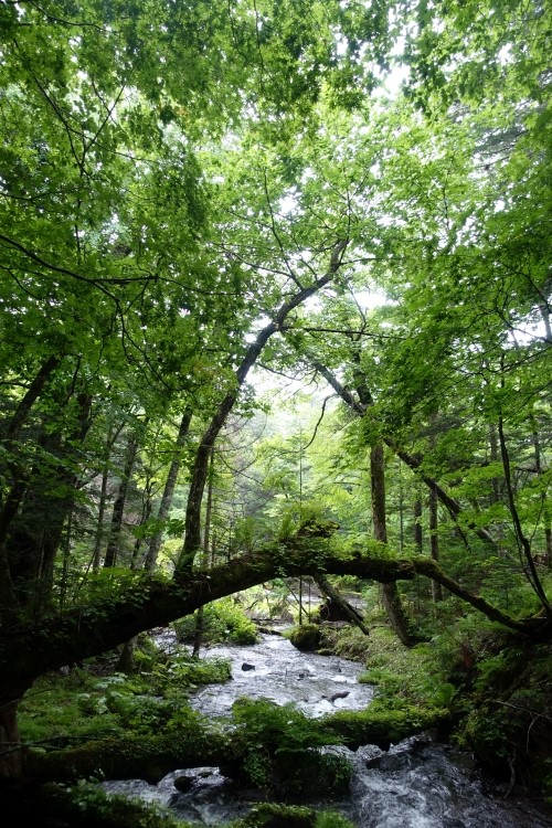 早朝の阿寒川