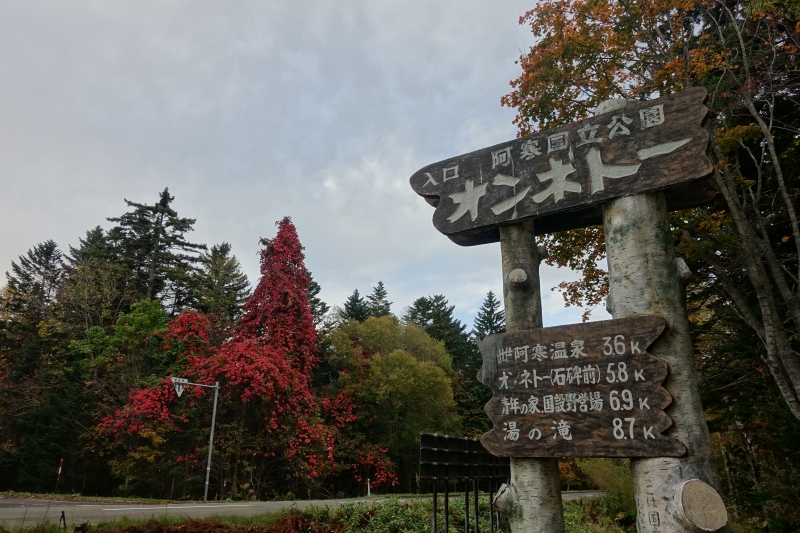 今年は山ブドウの紅葉がきれい♪