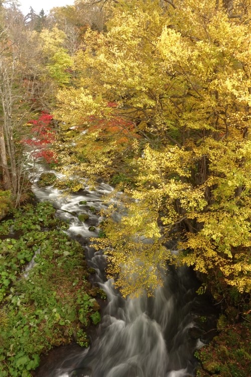 阿寒川「滝見橋」の紅葉